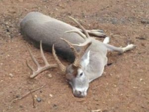 oak creek ranch whitetail deer hunter testimonial jd lambert