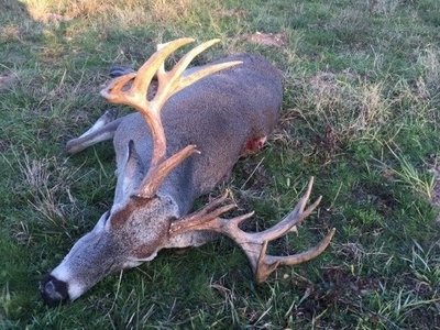 oak creek ranch guided trophy whitetail deer hunting near houston