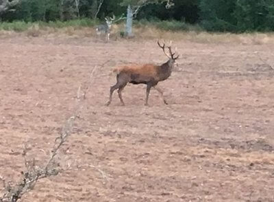 red stag deer hunt available at oak creek ranch near columbus-tx