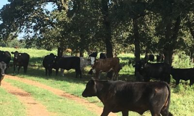 Oak Creek Ranch Cows Glry