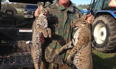 Oak Creek Ranch Owner Reid Mcmillian Bobcats Glry