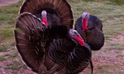 Oak Creek Ranch Turkeys Glry