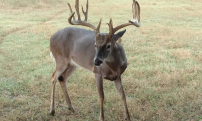Oak Creek Ranch Whitetail Trophy Hunting Glry