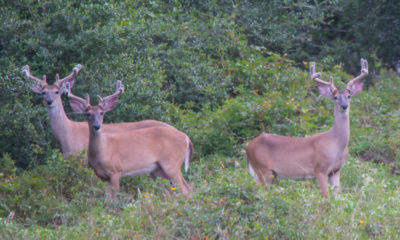 Whitetail Deer Hunts Houston Glry